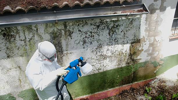 Top rated local Mold Removal specialists in Washington, VA